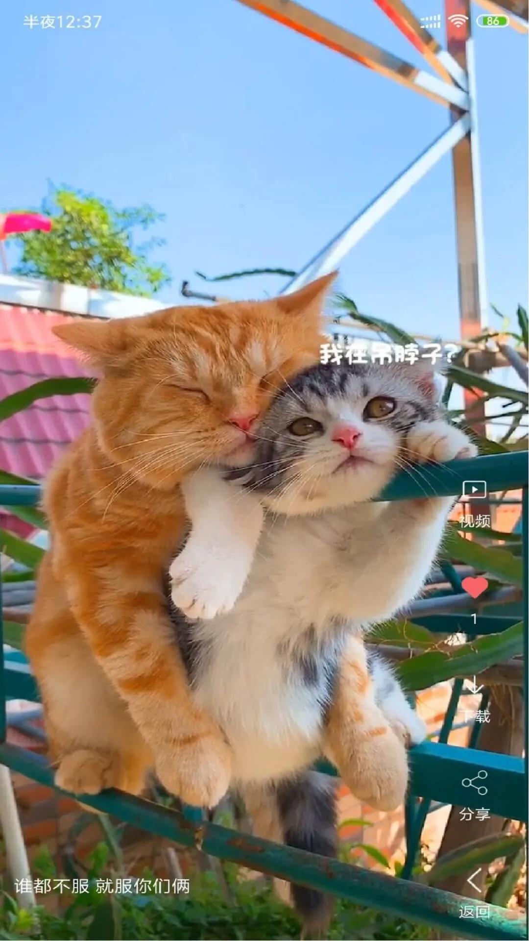 ������Ƶ��ֽ(��ֽ��Դƽ̨)v4.1.4 ��׿��