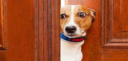 ����˹(�����������)