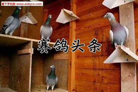 ����ͷ���Ѹ����������ֻ���