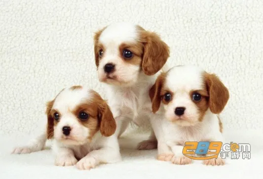 ������ҩ�ۺϲ�ѯ2026���ذ�װ