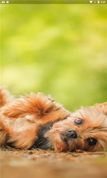 С��������2026����