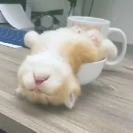 ��ƿ��Ƶ2026�ٷ�����v1.1.3 ��׿��