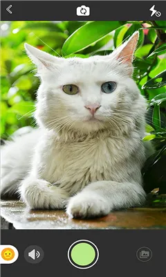 �ȳ����2026���°汾v1.0 �ֻ���